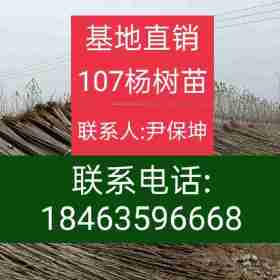 107楊樹苗\\魯林9號無絮楊樹苗