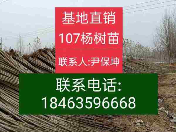 107楊樹苗\\魯林9號(hào)無絮楊樹苗