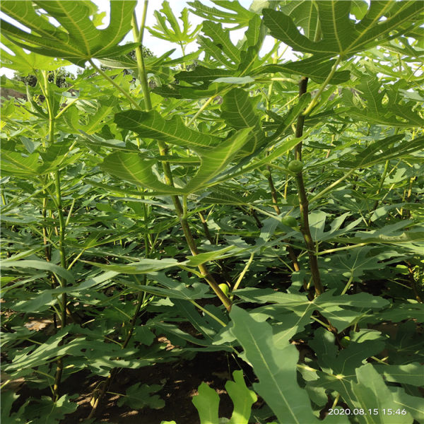 無(wú)花果樹(shù)苗