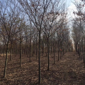 定植品种榉树胸径--12公分--13公分榉树质量达到几级水准