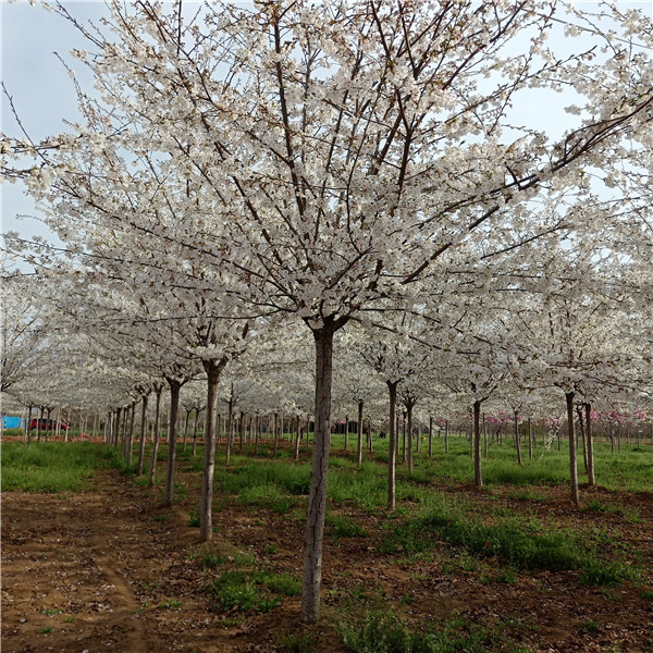 8公分樱花基地 9公分10公分樱花价格