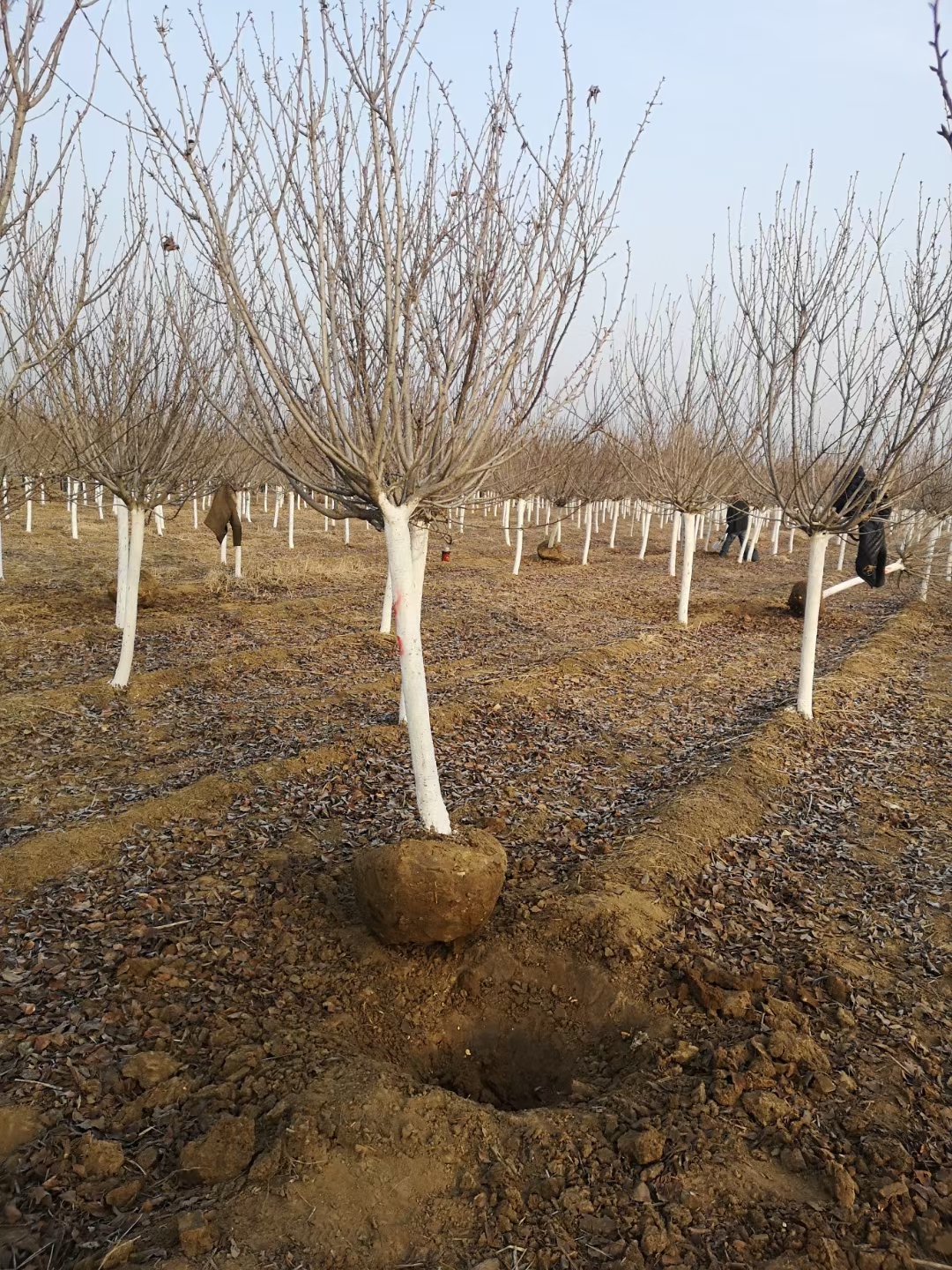 8公分樱花基地 9公分10公分樱花价格