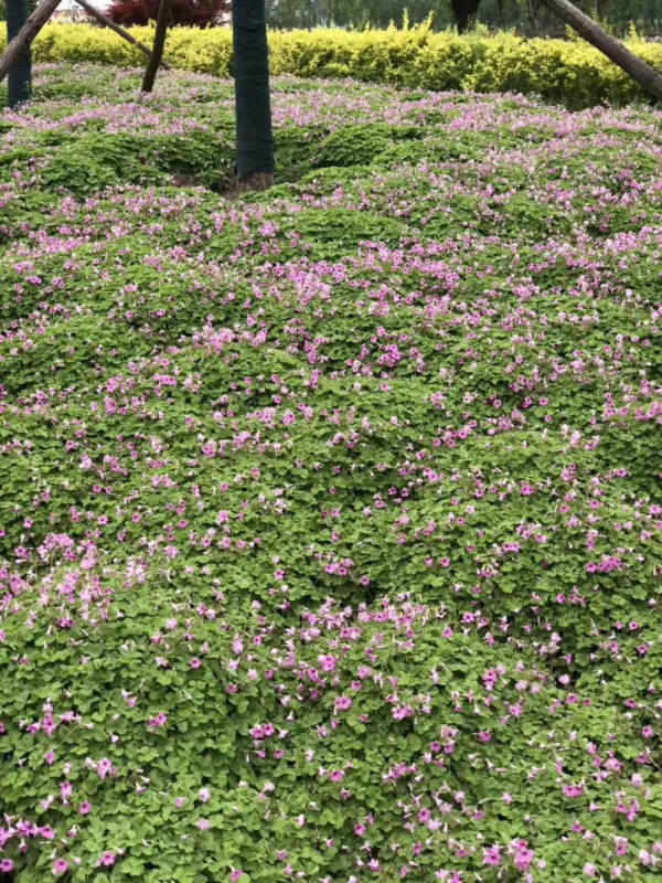 紅花醡漿草