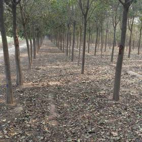 洛阳附近销售14-15公分大叶女贞种植基地