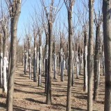 10公分香花槐哪里有賣  香花槐基地批發(fā)價格