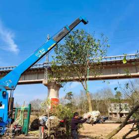 湖南香泡树基地批发 8公分香泡树多少钱