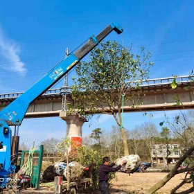 8公分香泡树多少钱一颗 香泡树基地在哪里