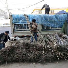 山东薄皮核桃苗基地 ，低价出售核桃苗