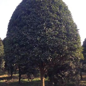 18公分桂花树 桂花树行情 益阳桂花树苗圃批发