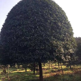 20公分桂花树 湖南益阳桂花树苗圃批发