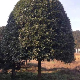 湖南益阳15公分桂花树 桂花树苗圃批发