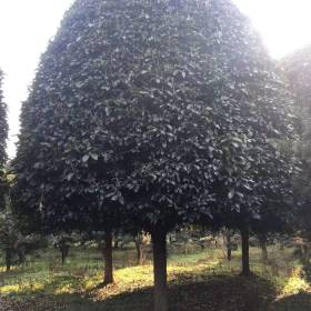 18公分桂花树行情 益阳桂花树苗圃批发价格