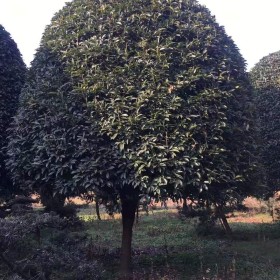 12公分桂花树行情 湖南益阳桂花树上车价