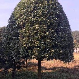 10公分桂花树上车价 桂花树行情 湖南桂花树批发