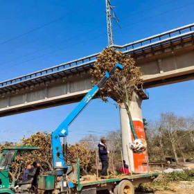 广玉兰苗圃基地 30公分广玉兰行情 广玉兰价格