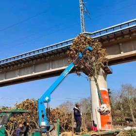 广玉兰上车价 湖南18公分广玉兰市场行情 益阳苗圃基地