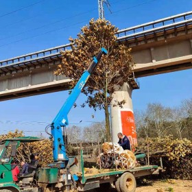 15公分广玉兰上车价 广玉兰市场行情 湖南益阳苗圃基地