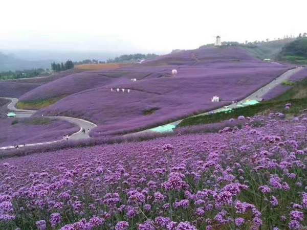 马鞭草花海