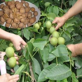 泰山核桃苗多少錢，種植技術(shù)優(yōu)惠價(jià)格