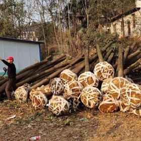 18公分移植香樟价格 湖南香樟行情