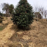 120公分茶花多少錢一棵    茶花樹苗報價