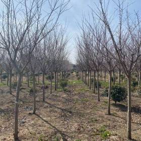 江苏高杆樱花基地批发  高杆樱花价格