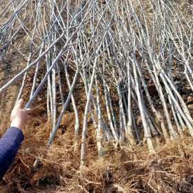 矮化苹果苗哪里有卖的 苹果苗多少钱一棵 嫁接苹果苗哪个品种好