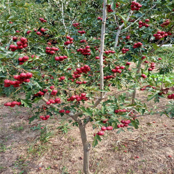 山楂苗 山楂樹苗