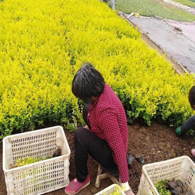 江苏徐州基地出售金森女贞 金森女贞小苗报价