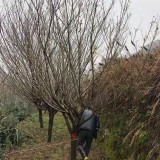 櫻花基地批發(fā)供應(yīng)    櫻花苗木行情 報價