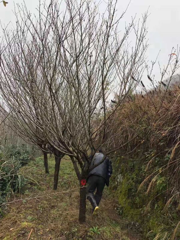 樱花树