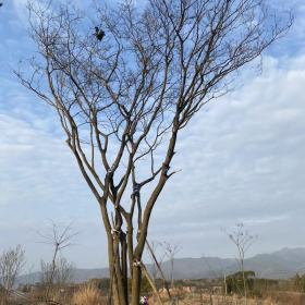 丛生朴树批发报价 80公分丛生朴树价格