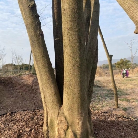 叢生樸樹供應(yīng) 浙江基地直銷叢生樸樹多少錢