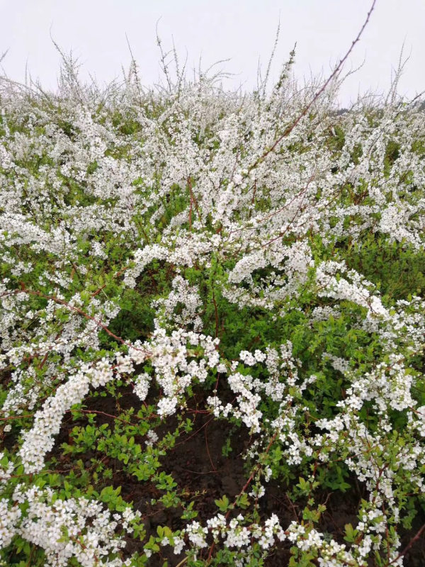 雪柳花