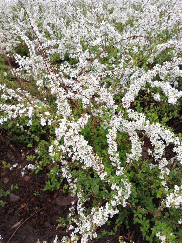 雪柳花