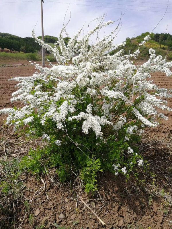 雪柳花