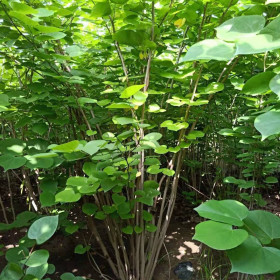 丛生紫荆树苗出售 徐州丛生紫荆报价