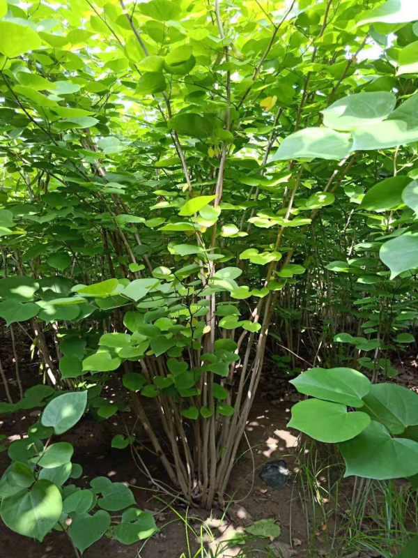 丛生紫荆树苗出售 徐州丛生紫荆报价