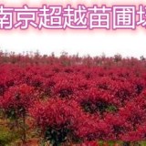 紅葉石楠價(jià)格|南京紅葉石楠球價(jià)格|山東紅葉石楠球價(jià)格