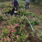 30公分粉花绣线菊价格 粉花绣线菊苗木基地