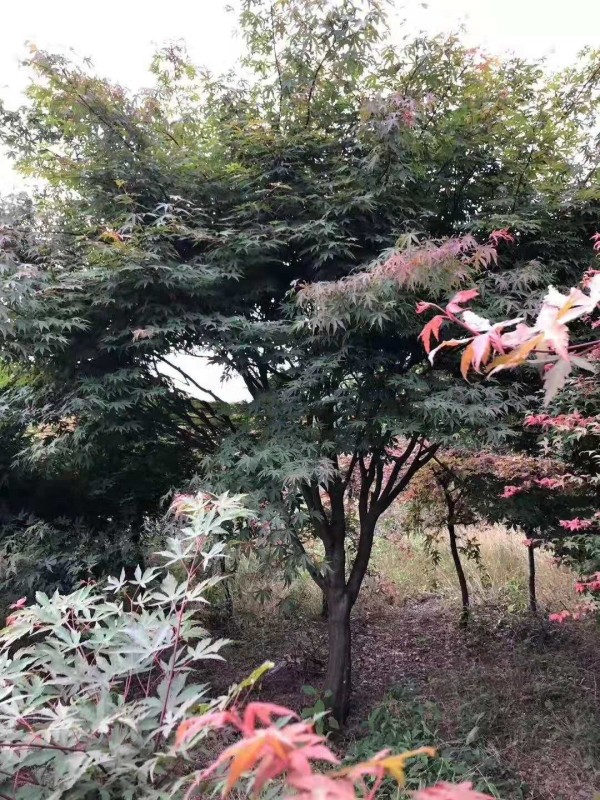 紅楓