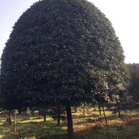 湖南桂花树行情如何 15公分桂花树报价