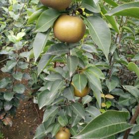 山东泰安梨树苗，梨树苗种植基地