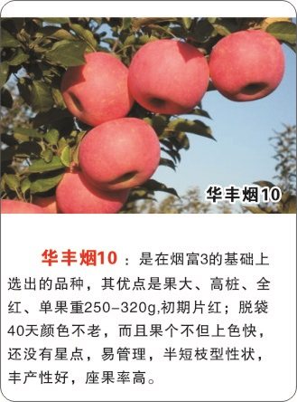 苹果苗40万株