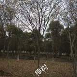 红榉价格 红榉树批发基地