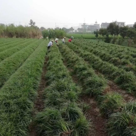 麦冬草多少钱一平米 麦冬草批发价格