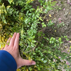 亮晶女贞球价格 浙江亮晶女贞小苗基地批发