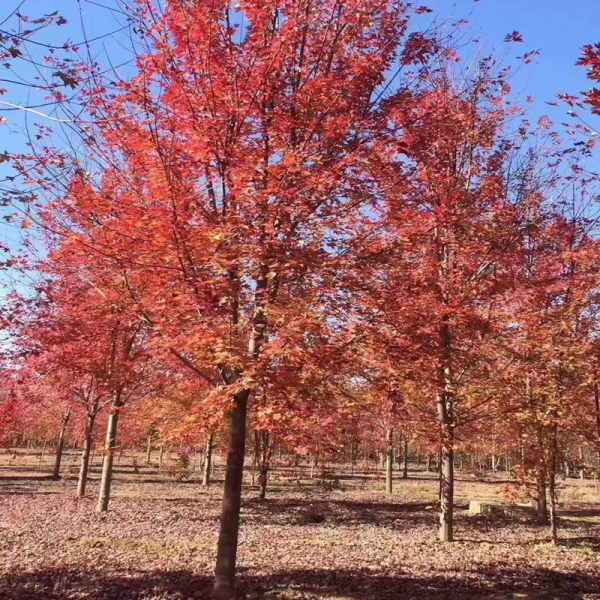 紅楓基地