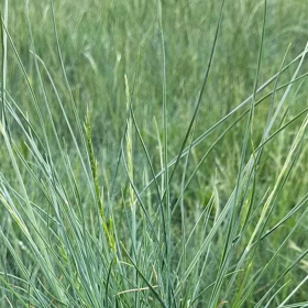 藍(lán)羊茅多少錢一棵  藍(lán)羊茅種植基地