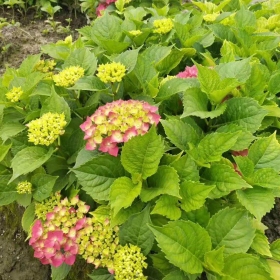 八仙花小苗哪里有 江苏八仙花种植基地出售